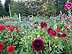 Hollyhock garden, Canada