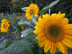 Canadian Sunflowers